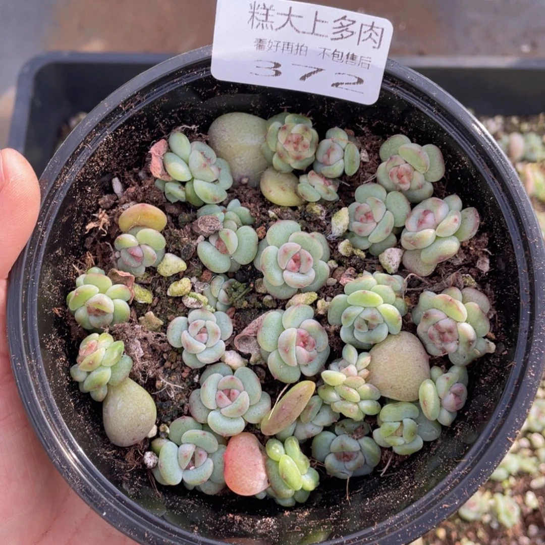 糕大上多肉植物372