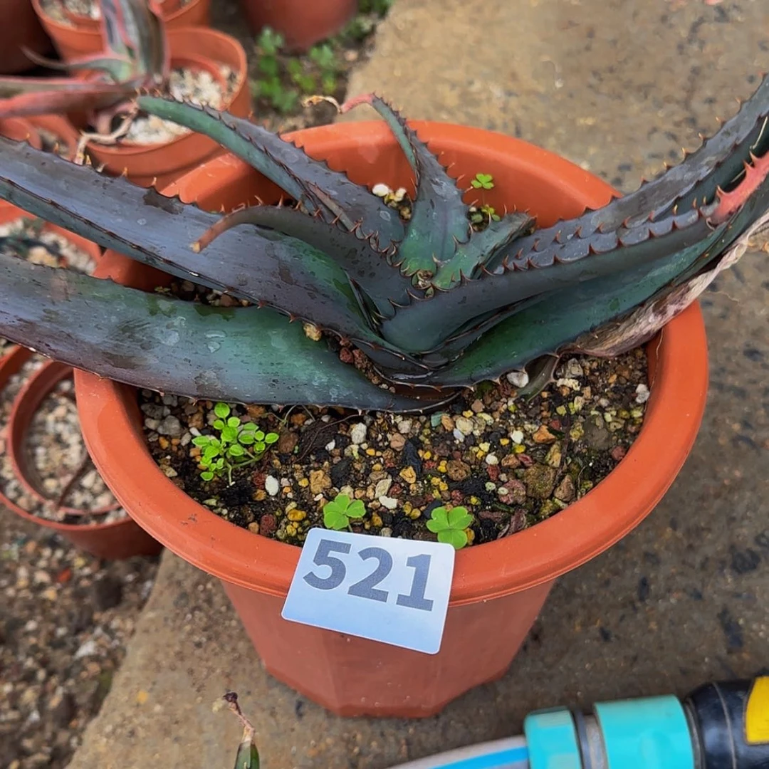 【闪购商品】抑*块根植物