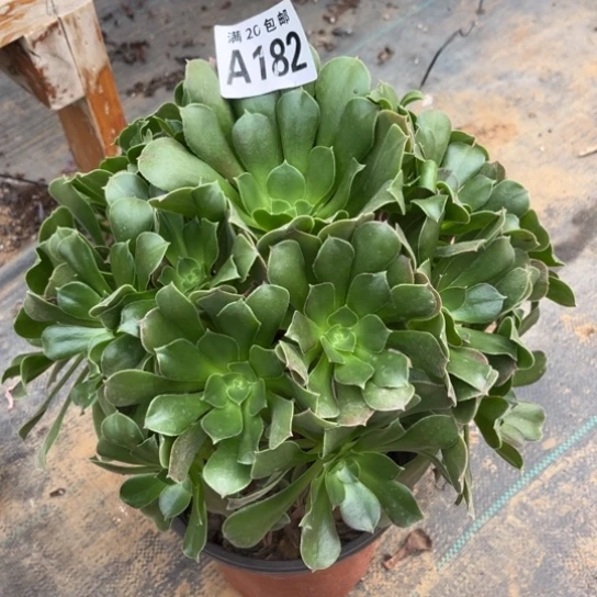 182柠檬玫瑰不包断枝