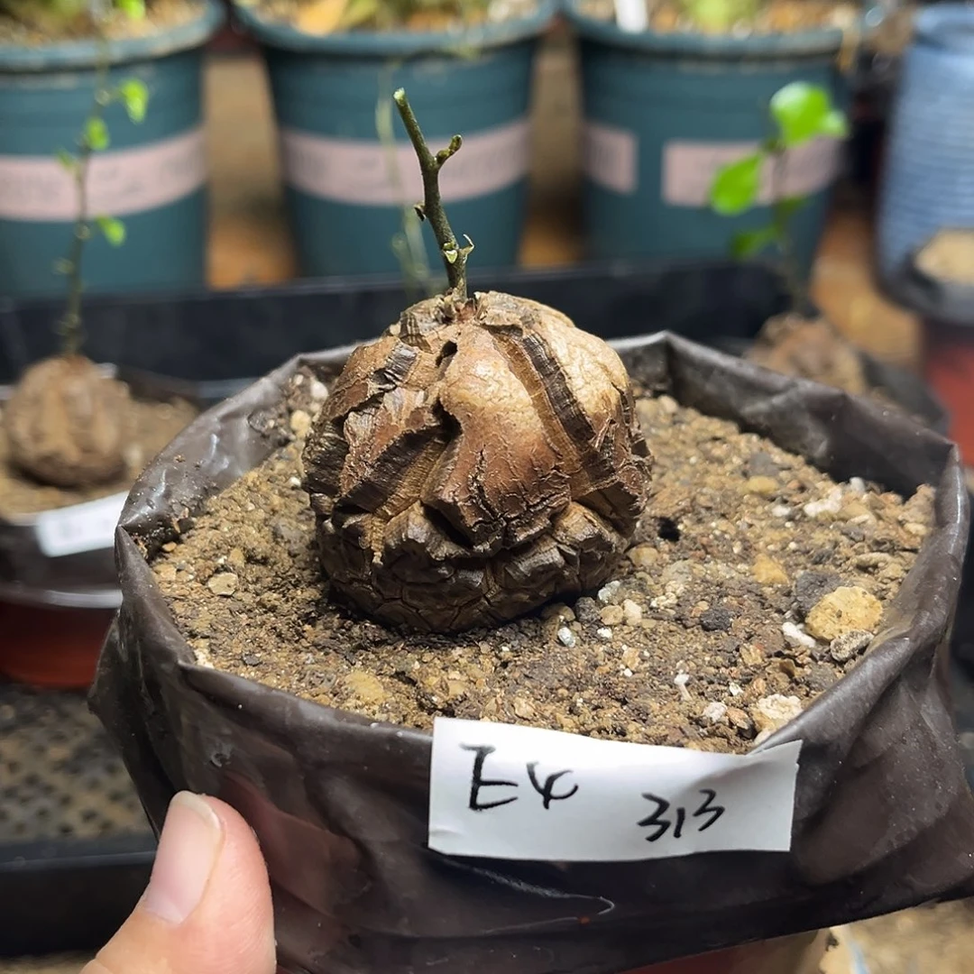 E4南非块根龟甲龙