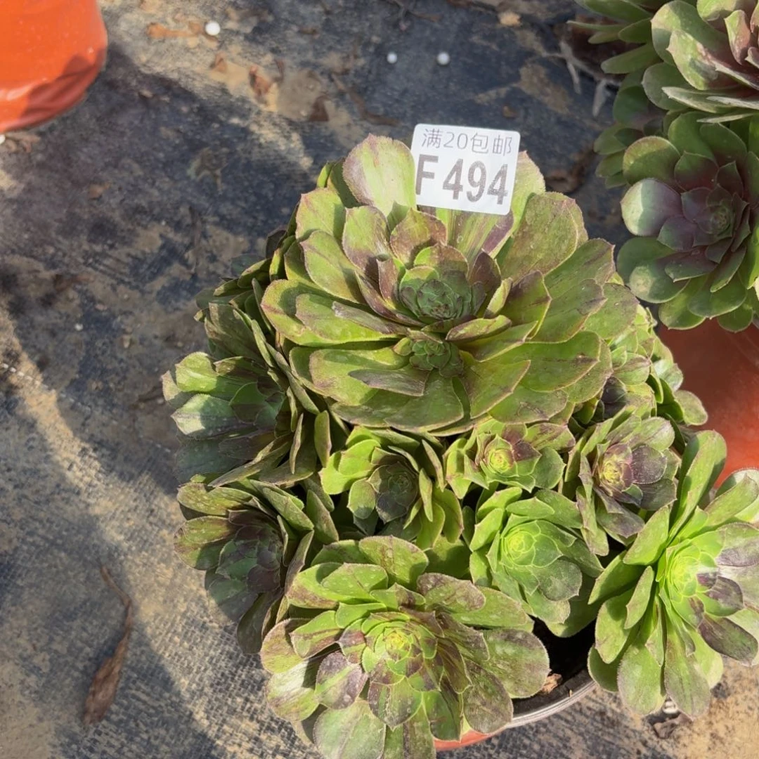 494多肉植物捧花的