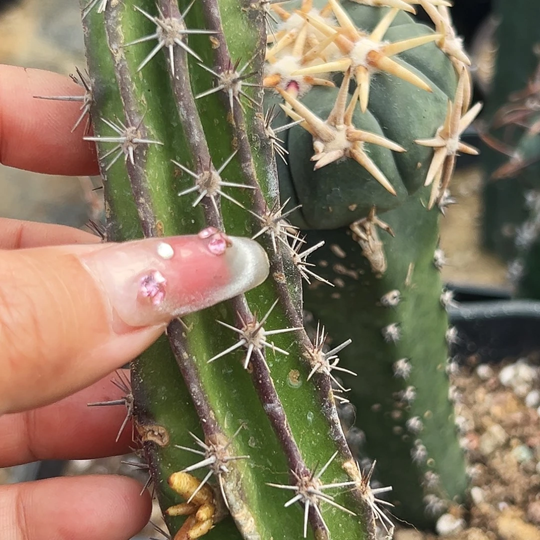 伏地魔有根仙人球66666666