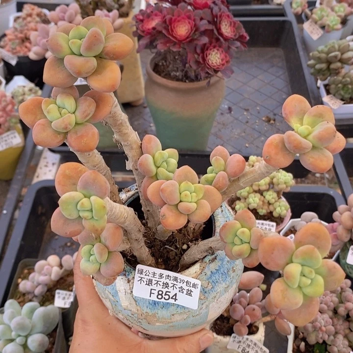 樱花洛神老桩有砍854多肉植物