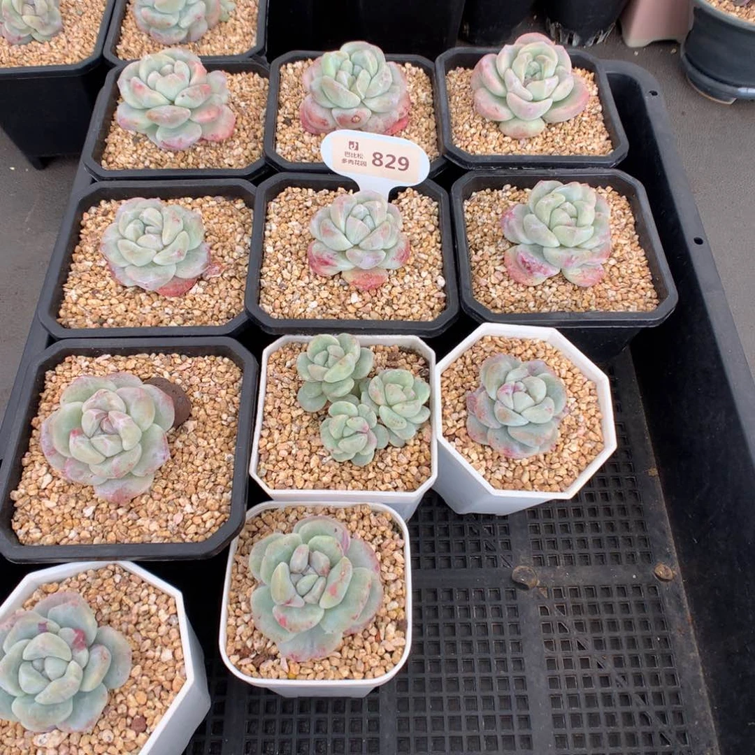 反*序829 冰玉石化