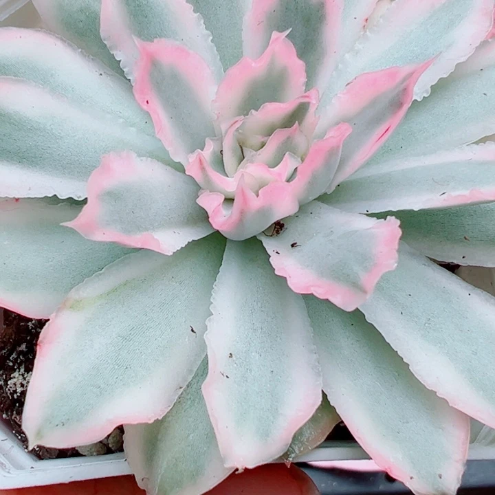 紫蝴蝶锦多肉植物1506