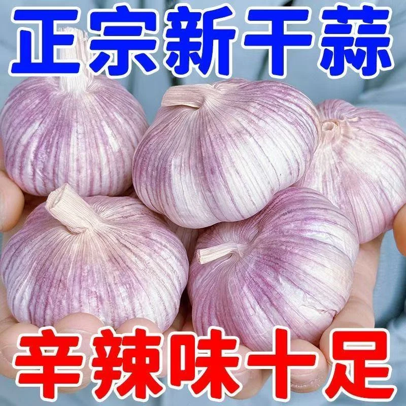 新鲜紫皮干大蒜头饱满香辣可用于调味的农家大蒜