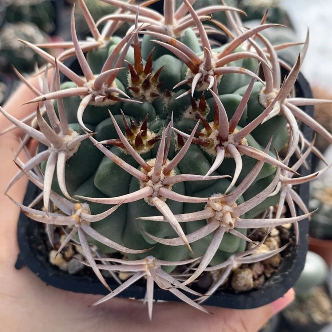 638碧岩玉植播园艺优选