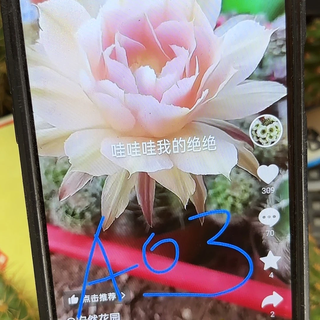 A03彩侧牙20包邮仙人球30