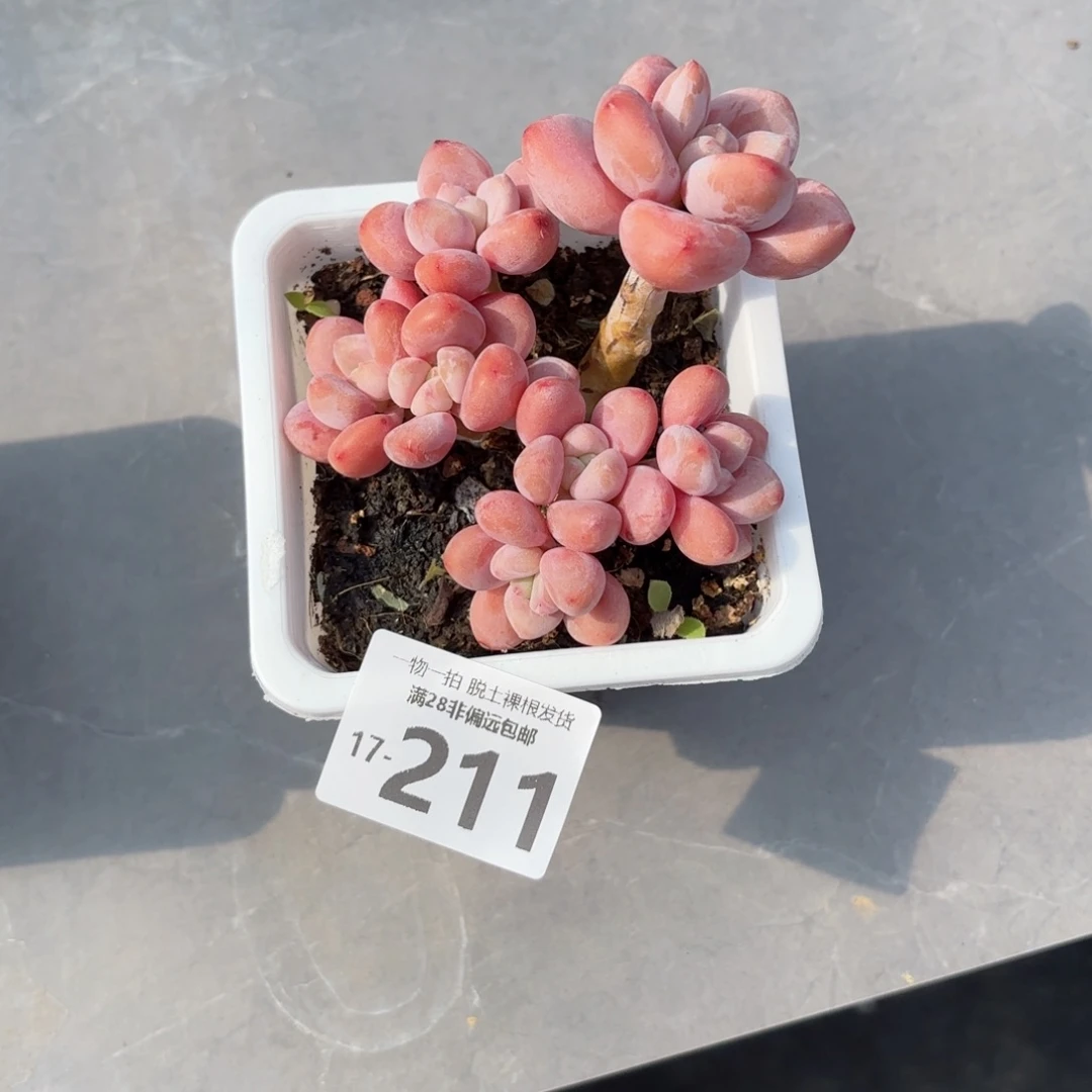 '****天红洛神老桩多肉多肉