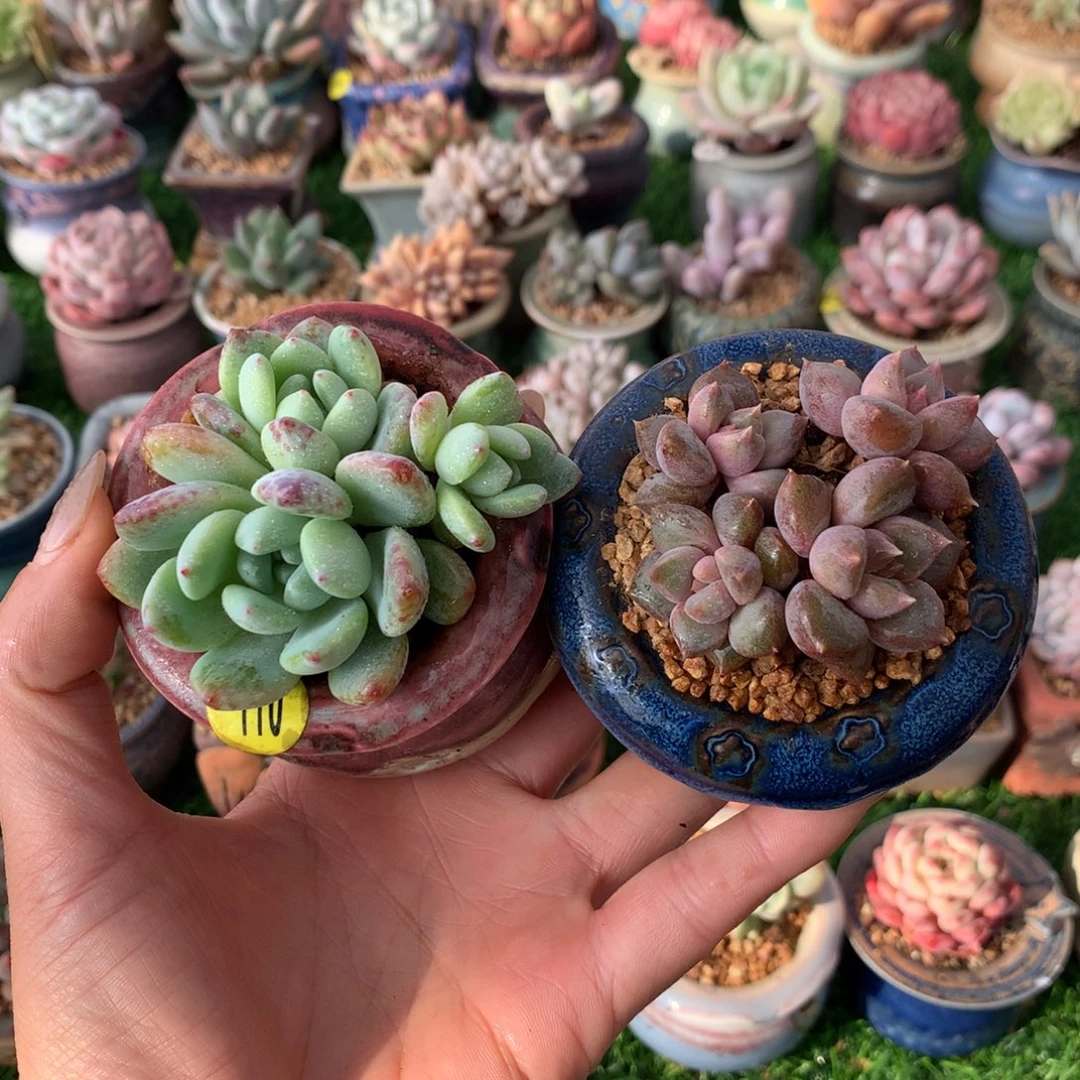 带盆   望舒➕红象牙