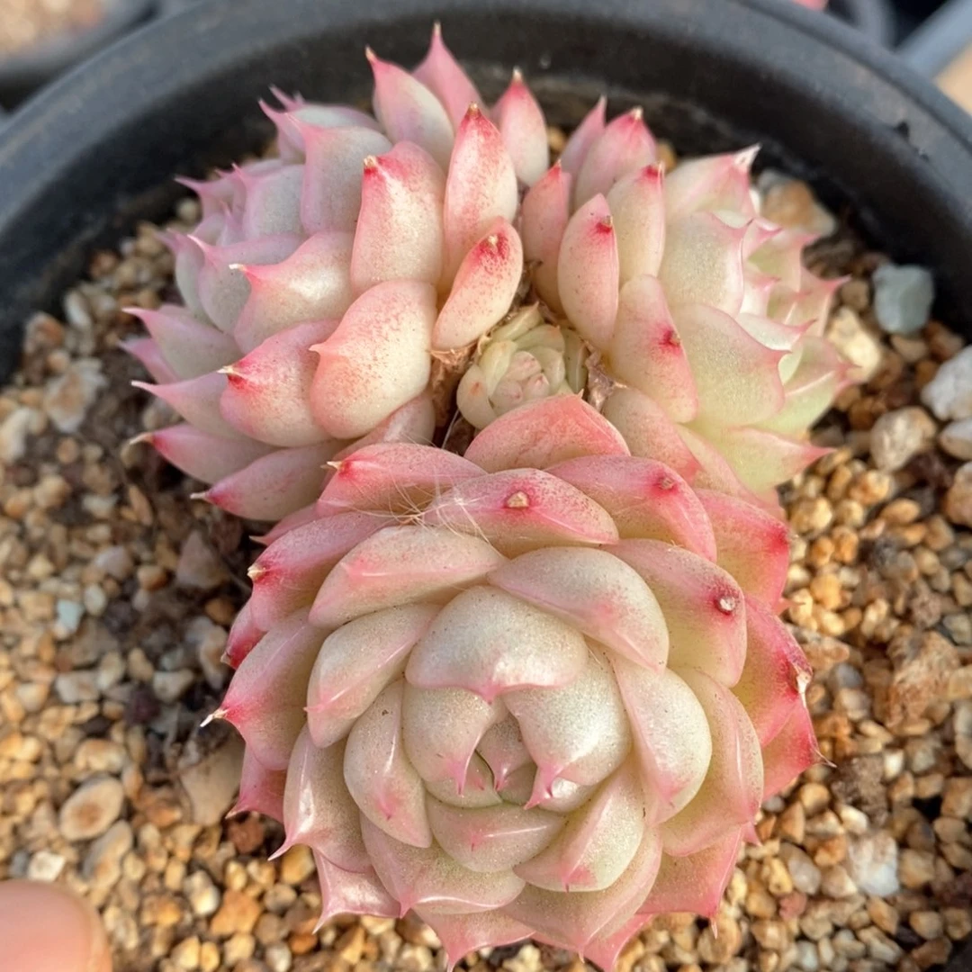 精品多肉一物一拍19