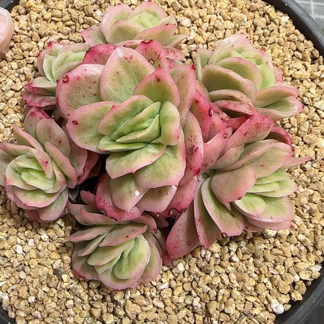 从前慢花园精选冰玫瑰锦