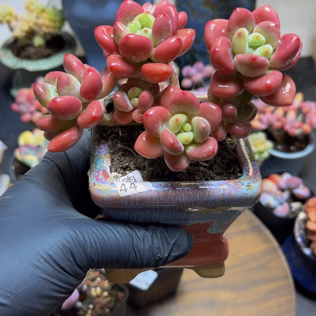 005樱花洛神10厘米多肉