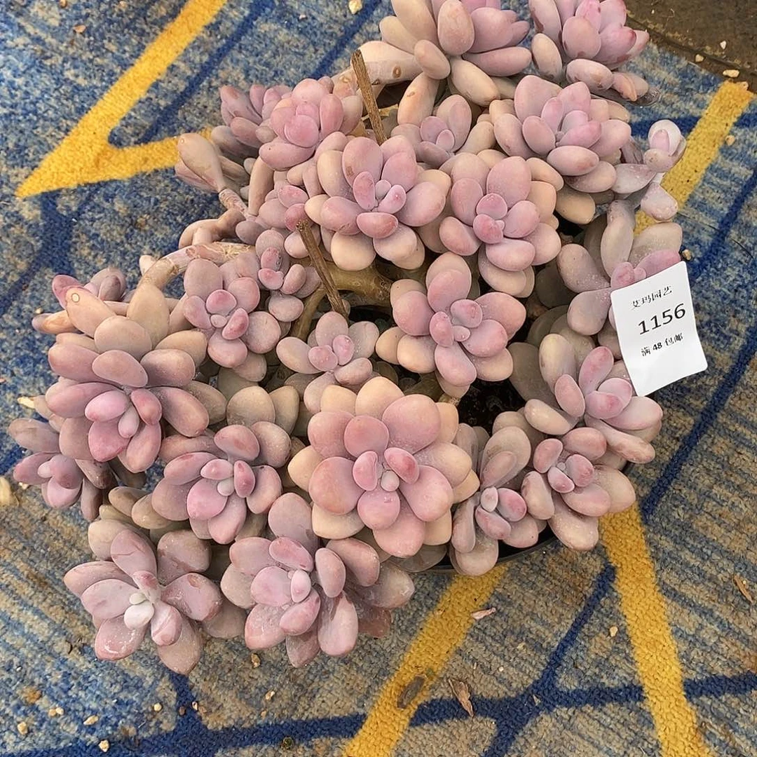 桃蛋群生多肉多肉1156