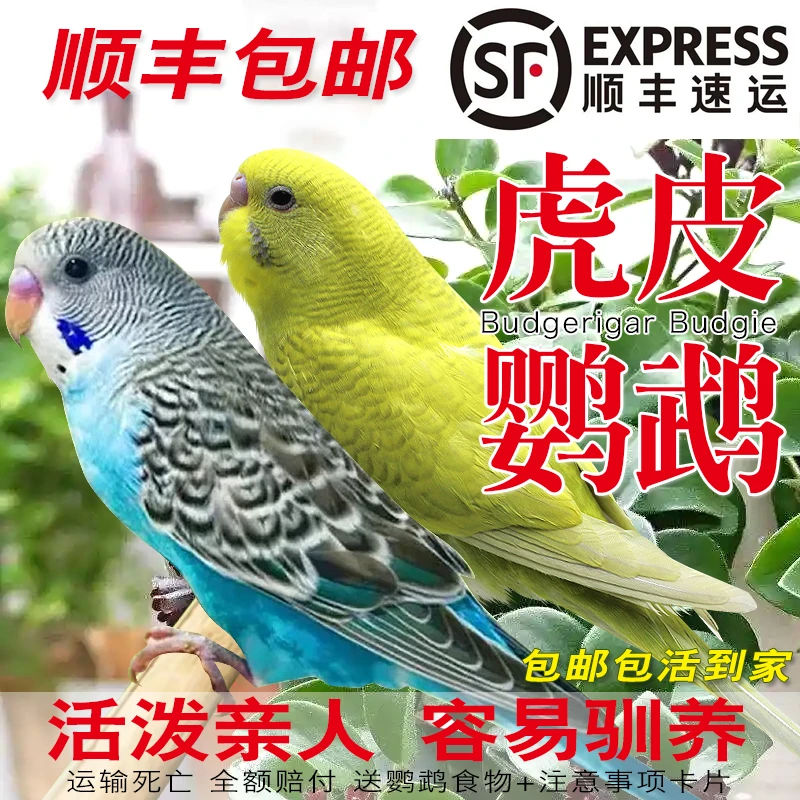 鹦鹉活鸟虎皮鹦鹉鸟类小鸟会学说话的鸟手养宠物小型鹦鹉一公一母