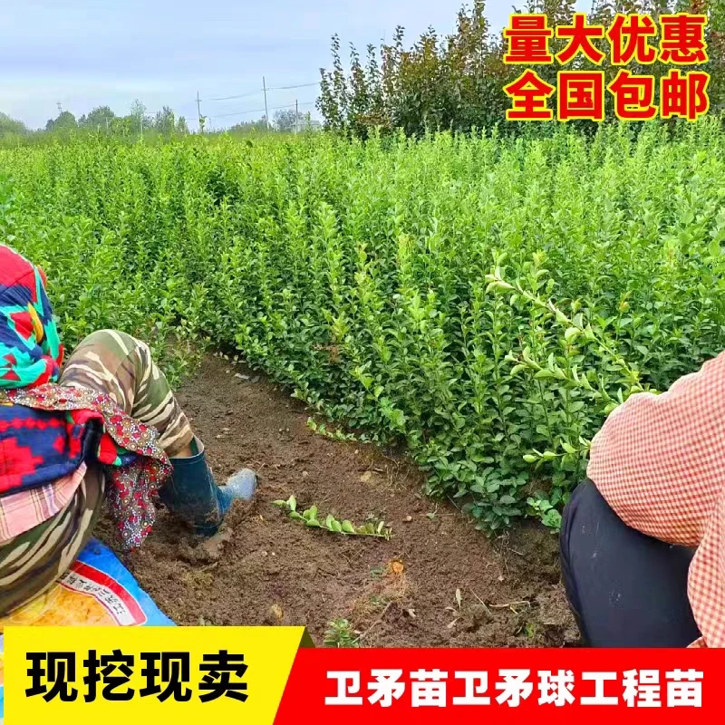 卫矛小苗庭院别墅景观绿篱围栏植物四季常青绿化工程用苗耐寒耐旱