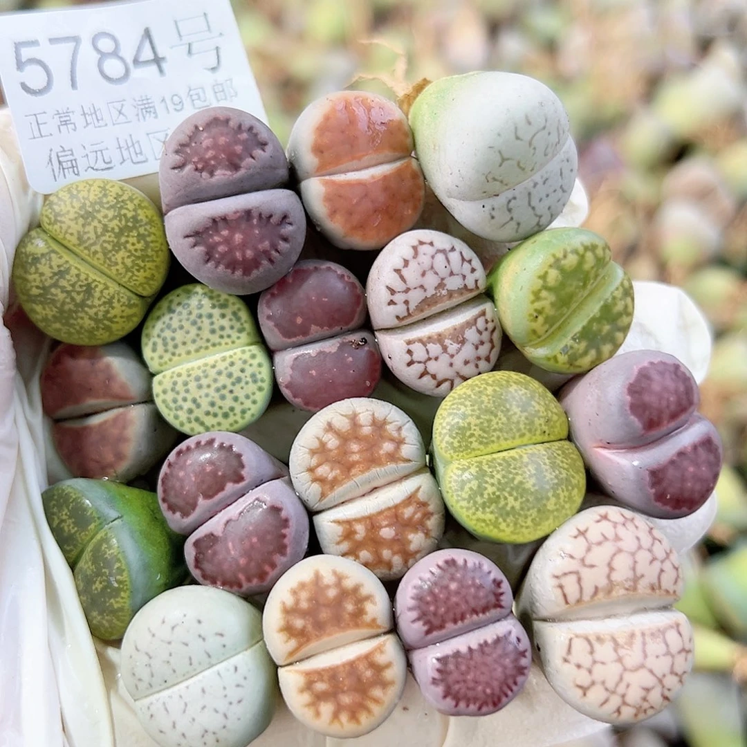 5784 好养易活生石花大母本18个