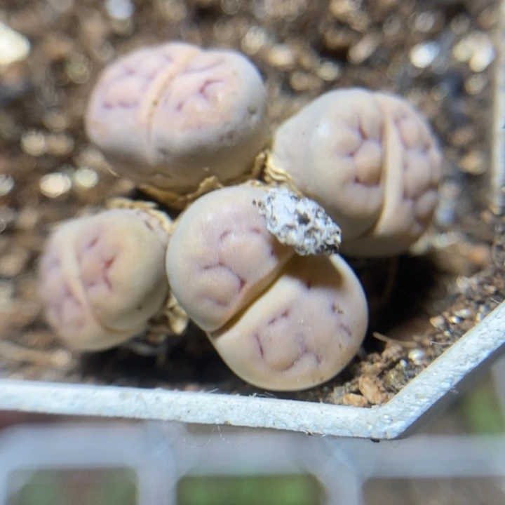 优选彩套特价特价