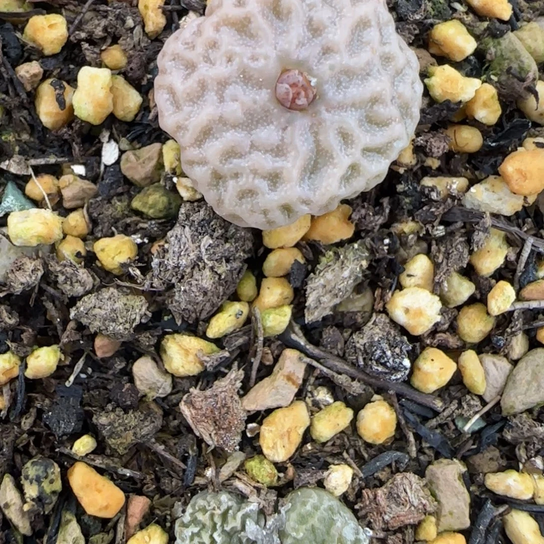 给***瓜超烧多肉植物一颗