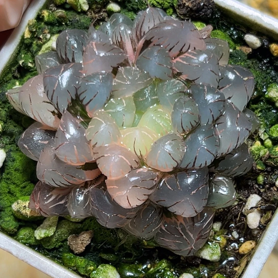 恭喜发财大吉大利507