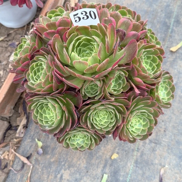 奶白法师一颗530