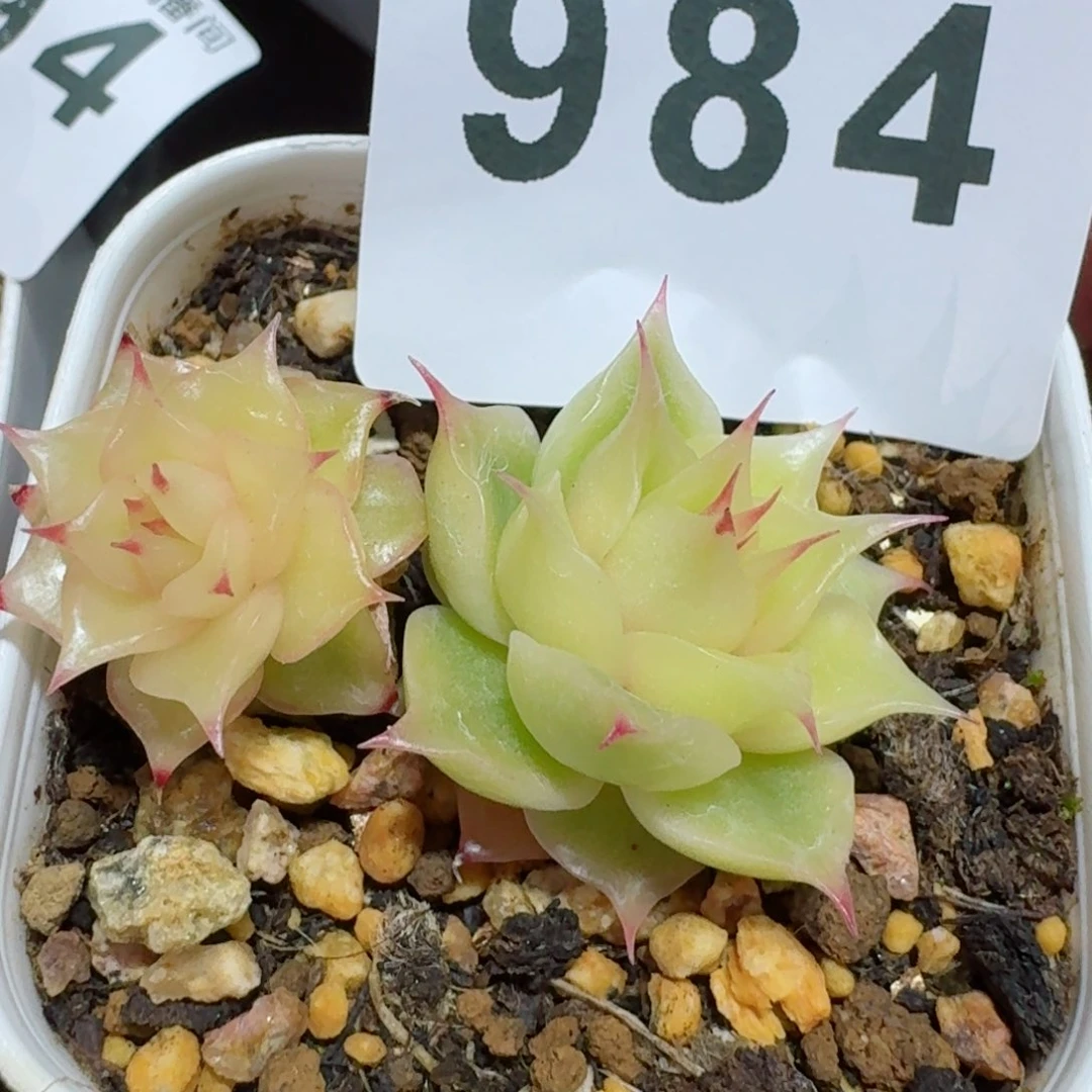 海胆珍妮         精品多肉