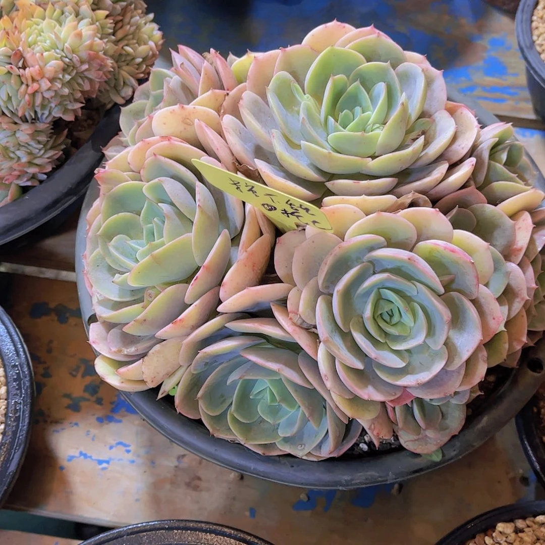 红陶糖*甜多肉植物保护研究所