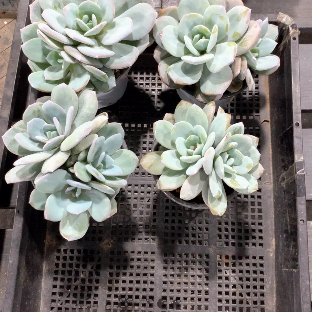 A825售后范围：签收起7天内