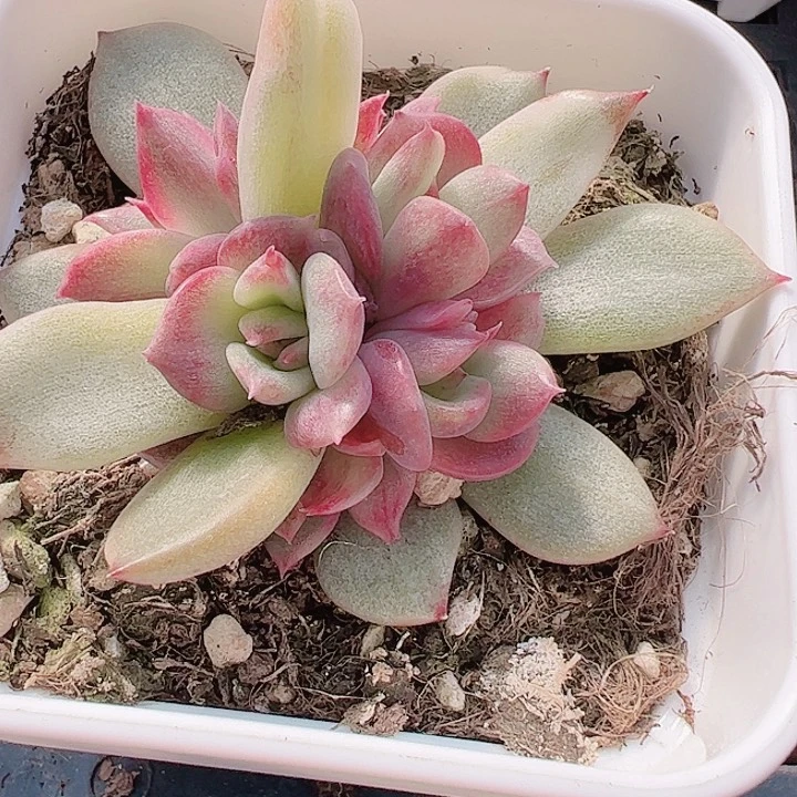 贝****1多肉植物多肉植物