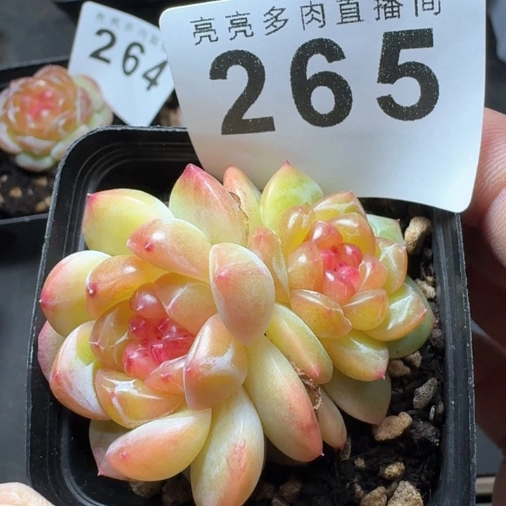 拿铁奶沫            多肉植物