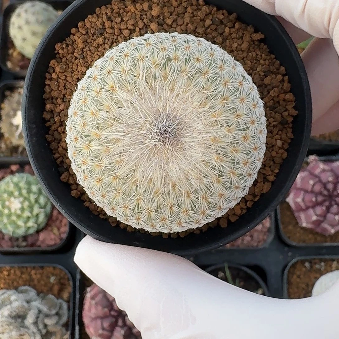 实生单头月世界123