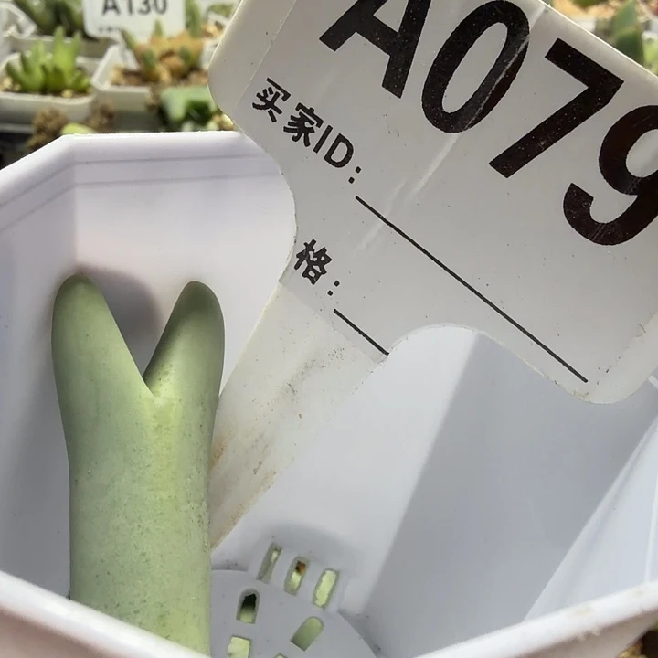 一****079。满38包邮肉锥