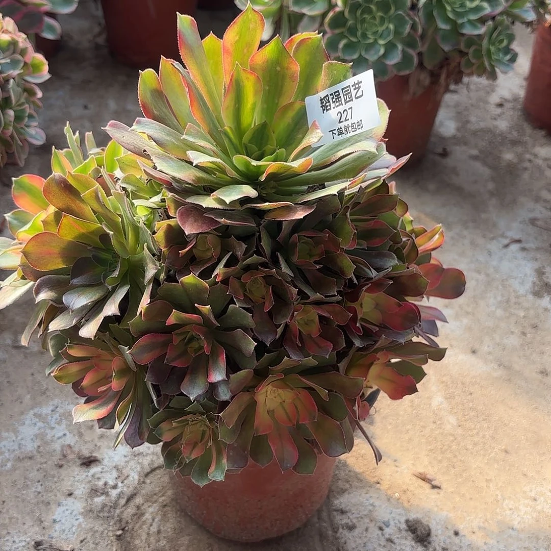 香妃手捧多肉植物227