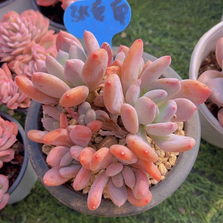 健健康康平平安安