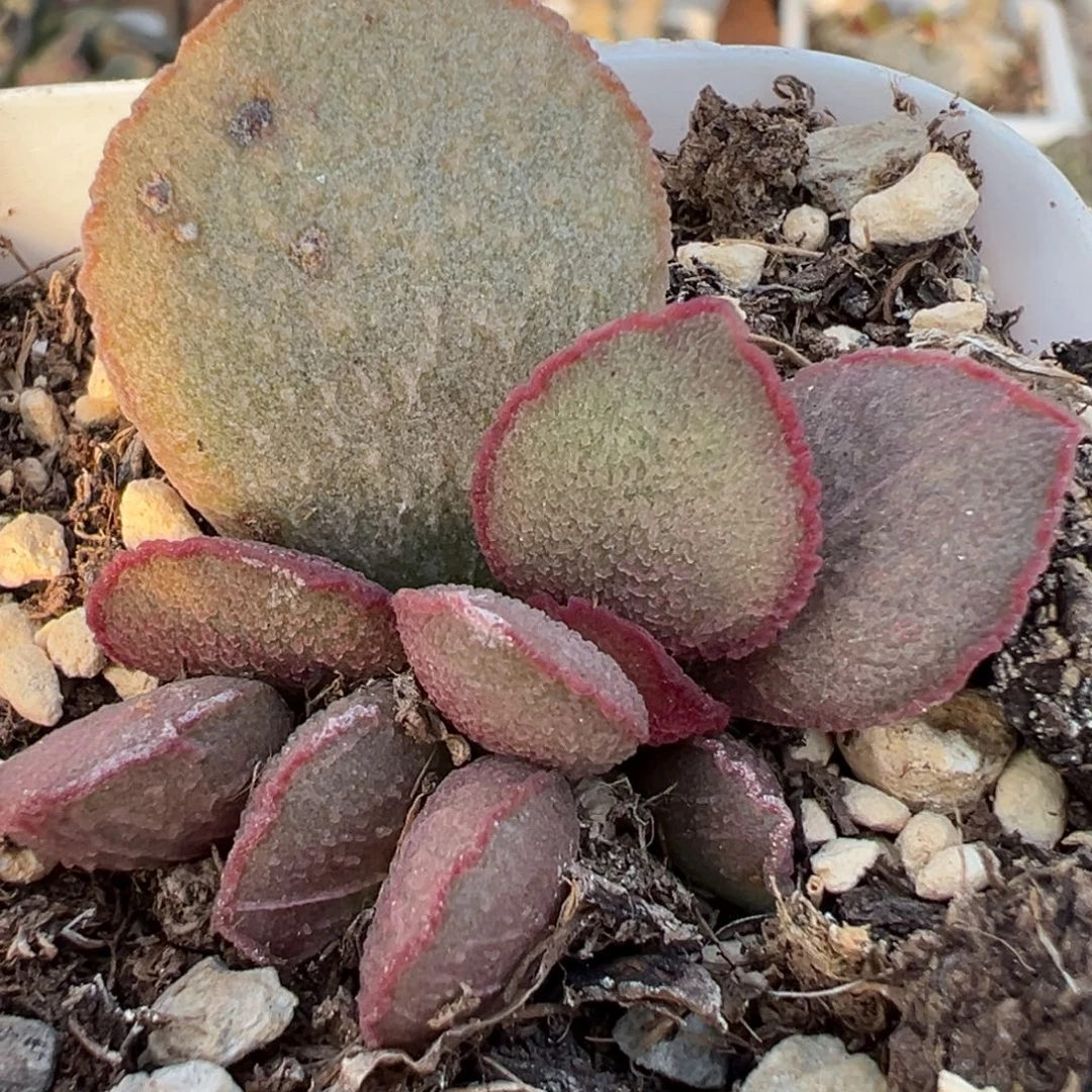 妖姬大苗多肉植物水泡