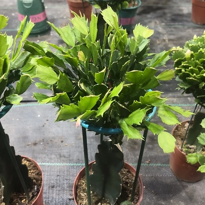 当前无花栽培后可以开花