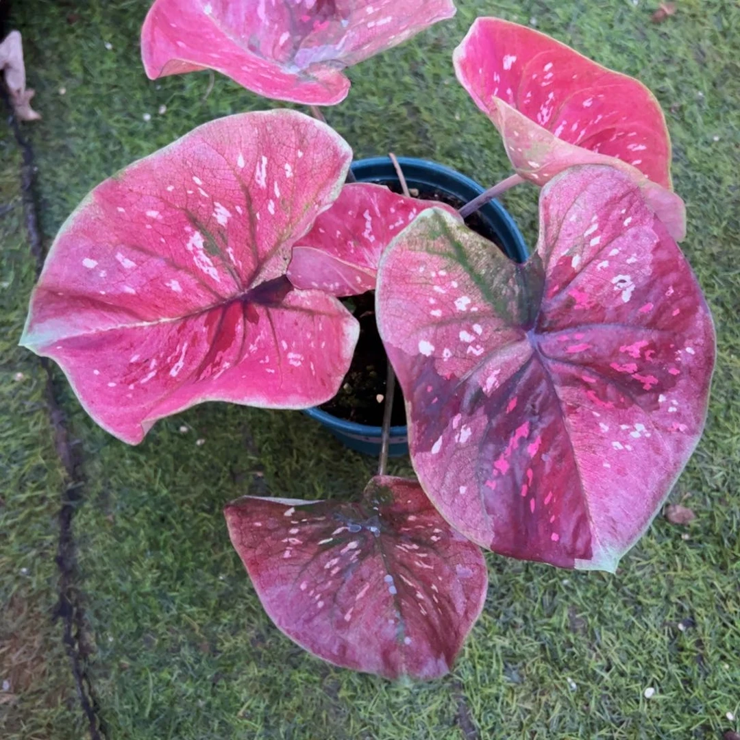 无花朵紫花脸泰彩227