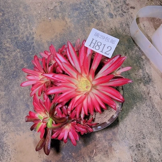 812朱雀多肉植物