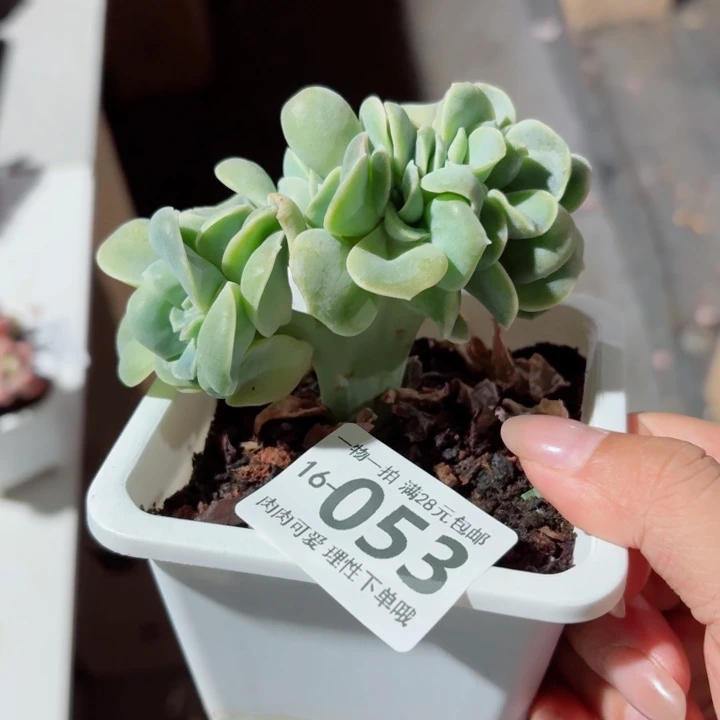 可爱玫瑰缀化无盆土发货多肉多
