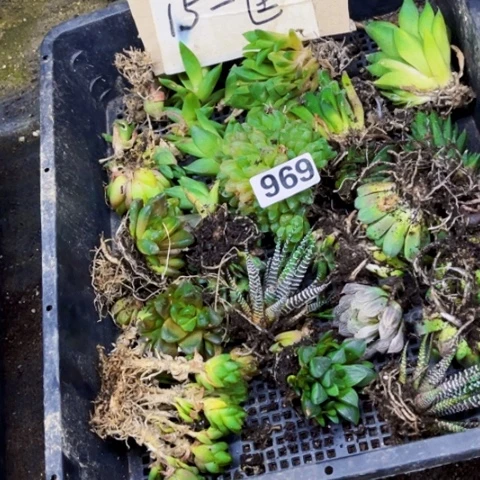 969丑雨露一筐一物一图如图