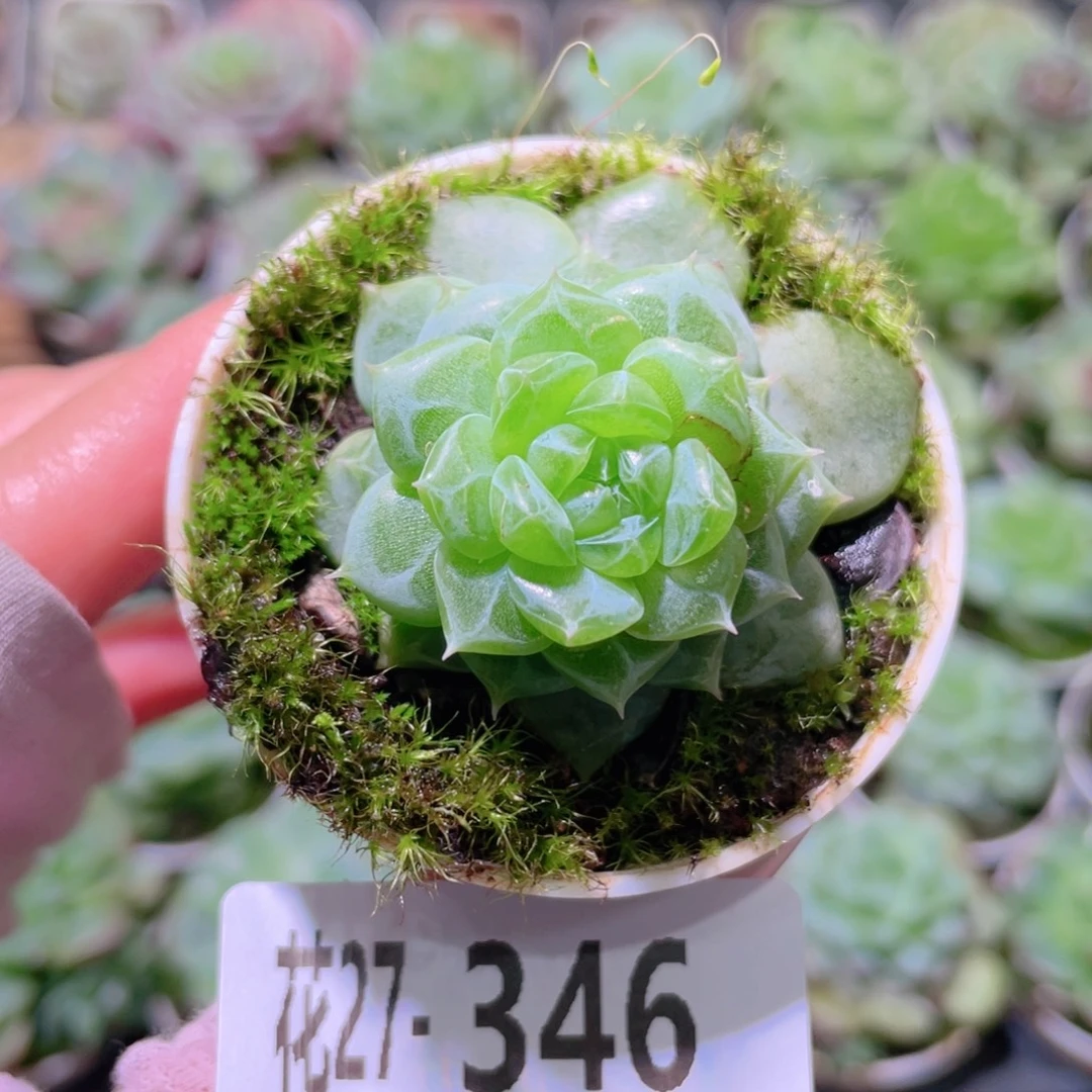 花利美27-346新品