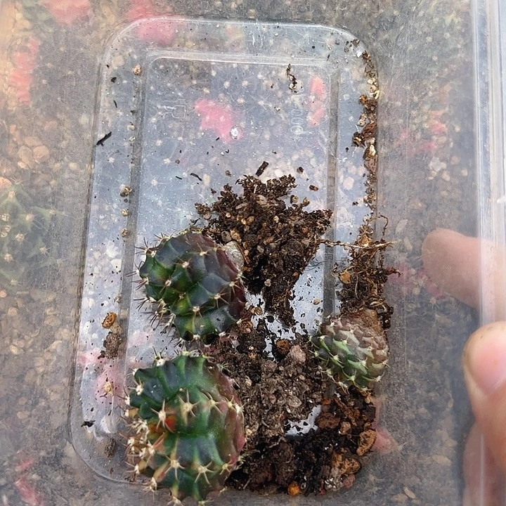 柚***佑当前无花栽培后可以开花854
