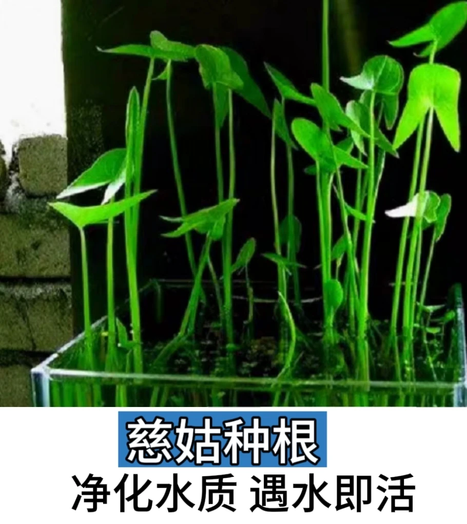 茨菇种根种苗水培挺水慈菇水草新款水培植物水族装饰造景净化鱼缸