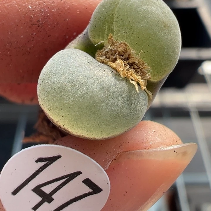 147号双11福利不代表平时价格