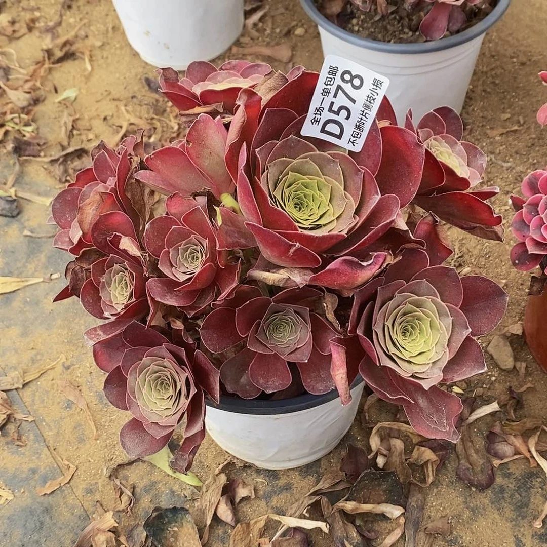 梅***开578魅金玫瑰多肉法