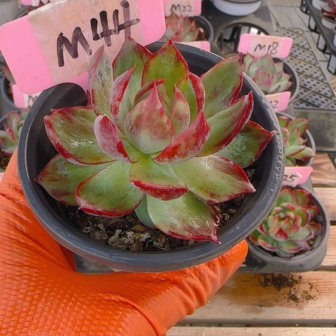 琦****作M44 惊鸿仙子多肉植物