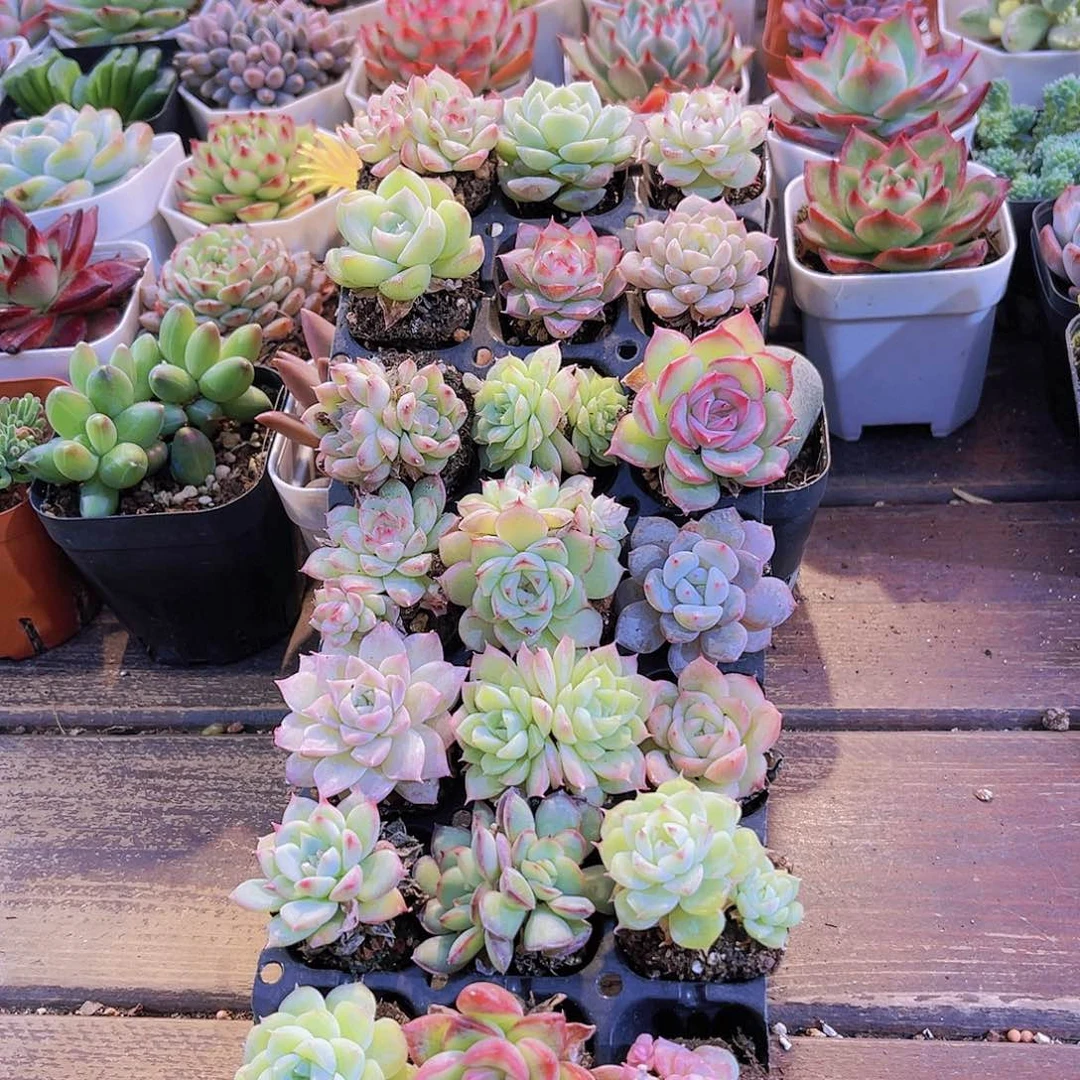 新手套餐21颗带盆土