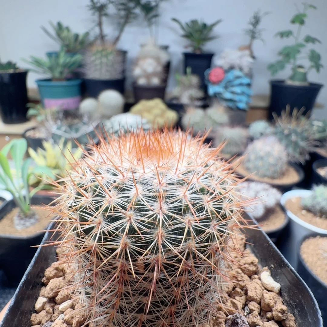 实生乳突脱土发货