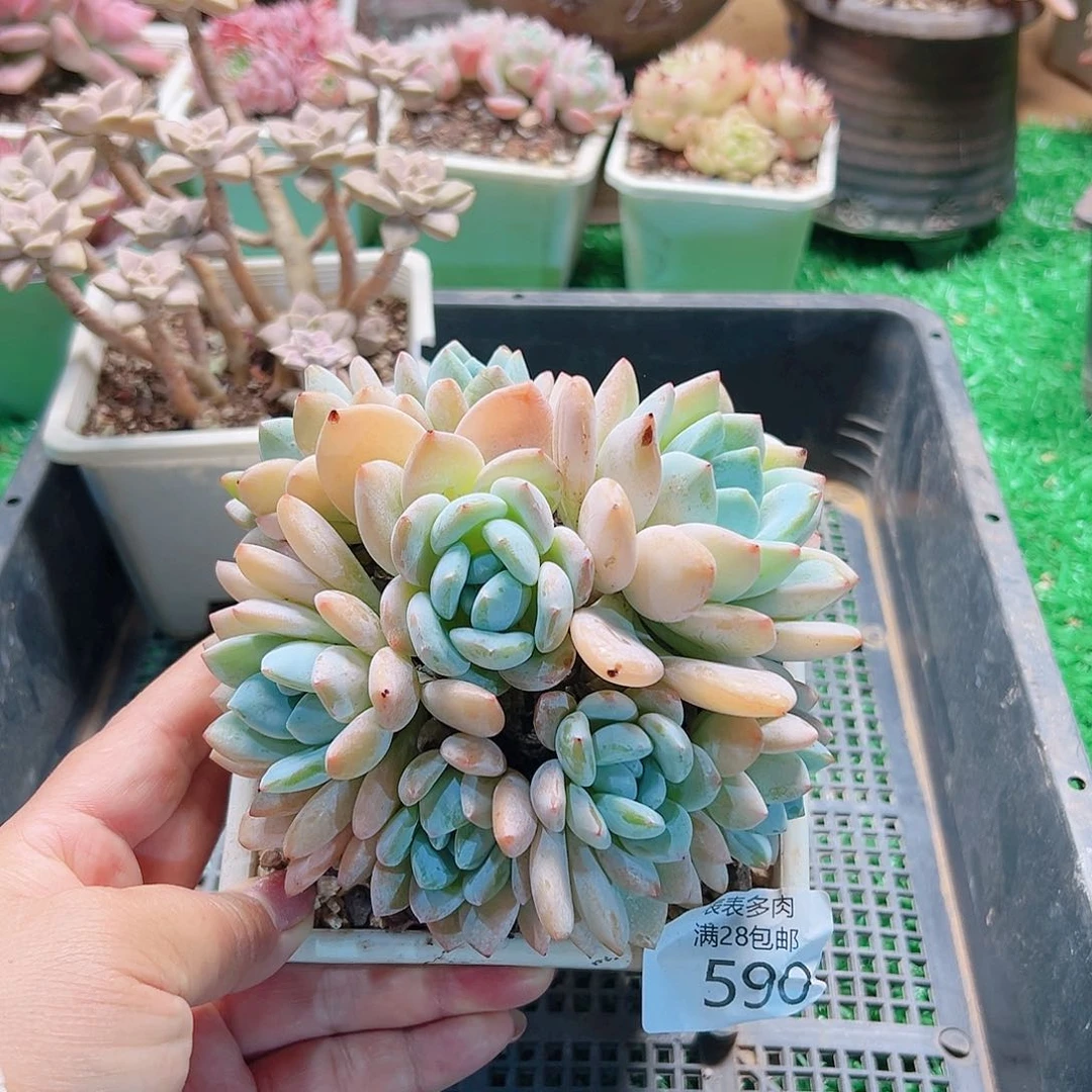 无花朵多肉一物一拍590