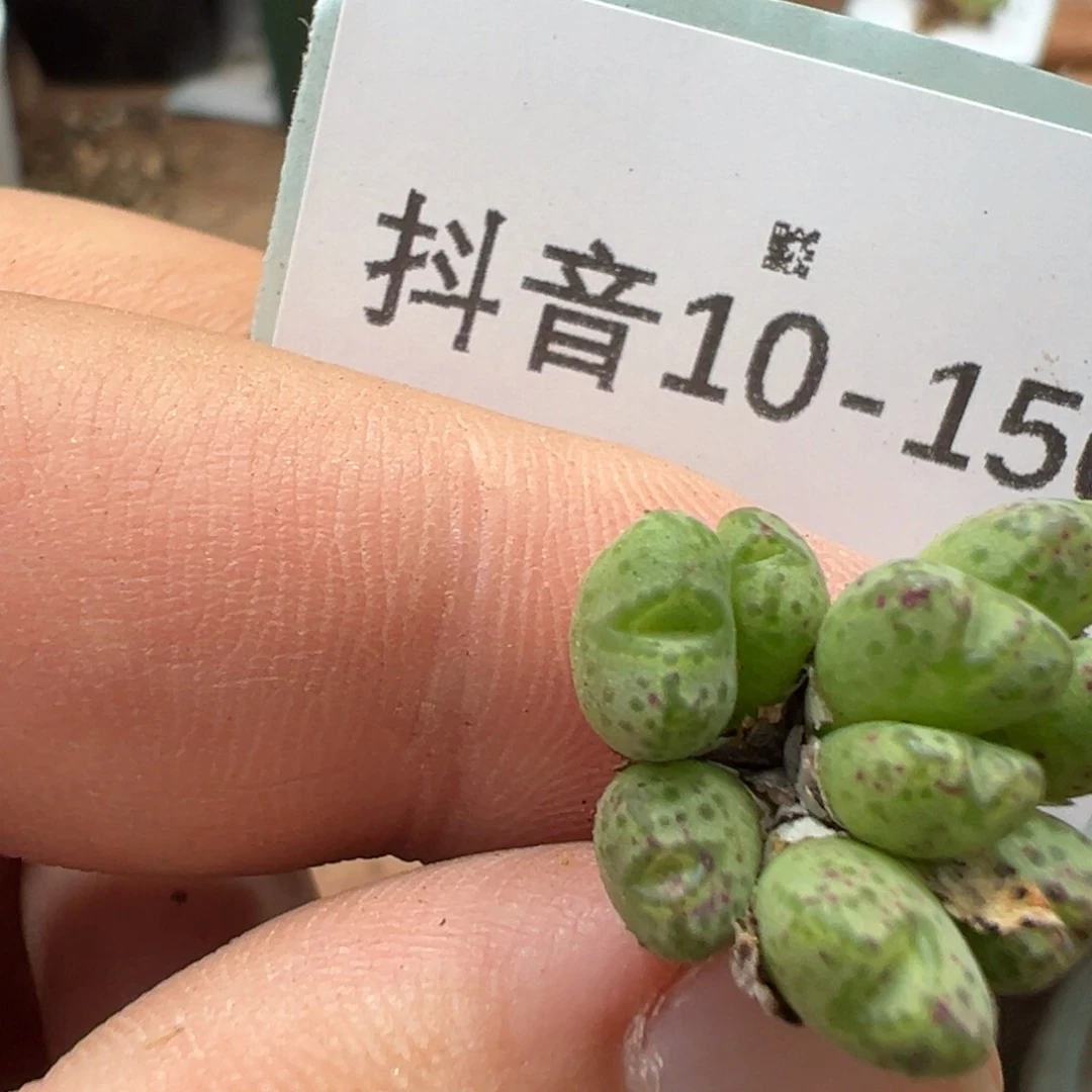 10-150肉锥多肉植物